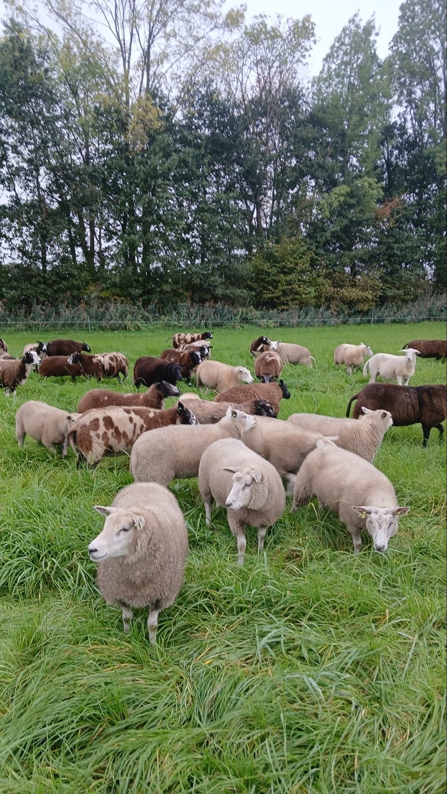 2 jarige koppel mooie gezonde fokschapen