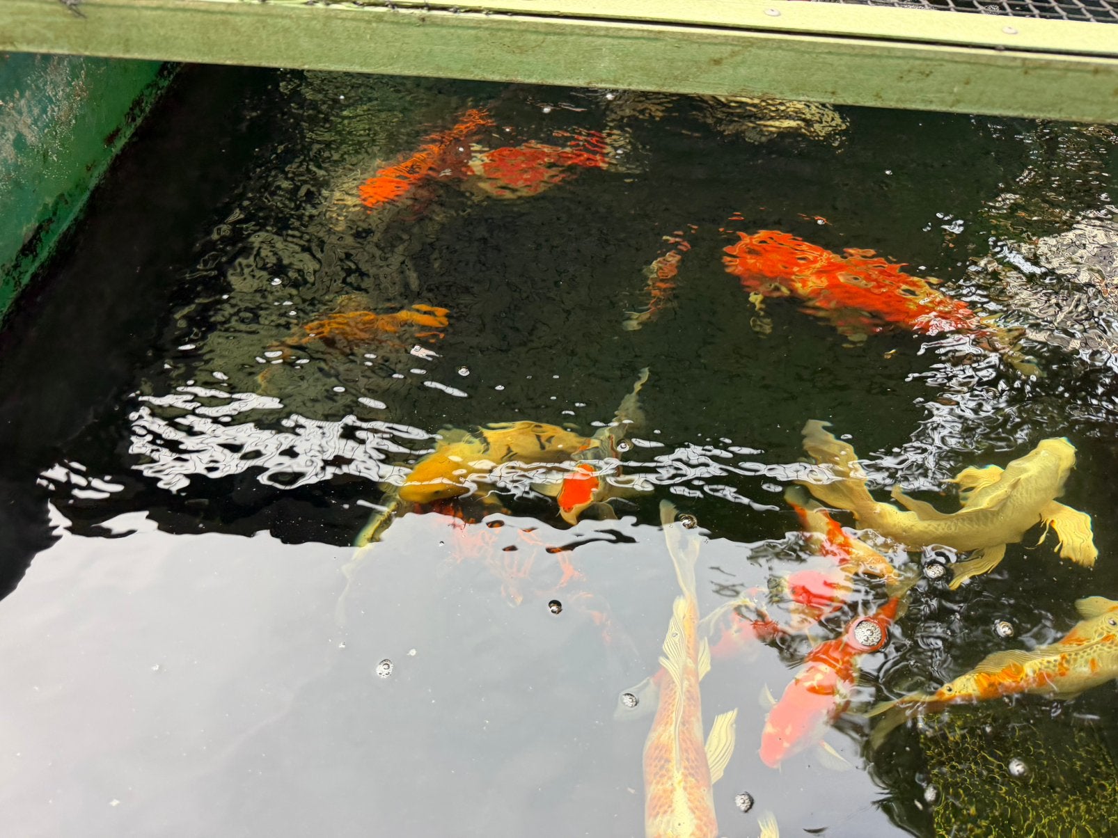 Een 10+ tal koi karpers, Karper of Koi