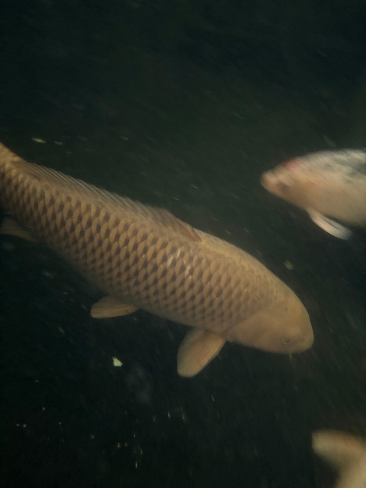 chagoi vis, Karper of Koi
