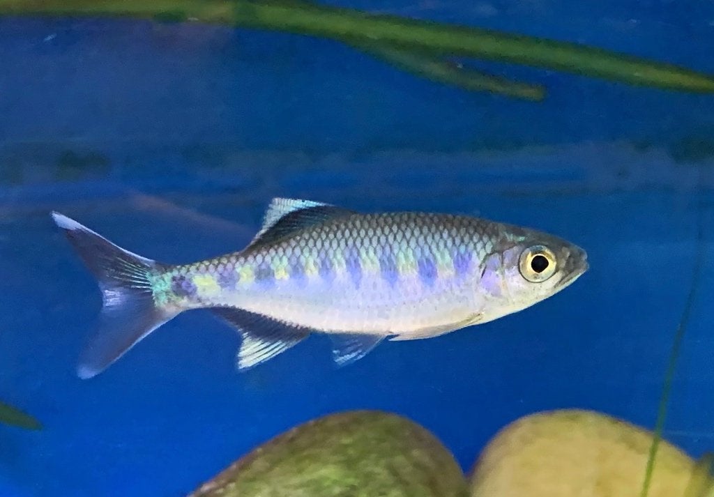 5x Opsarius bakeri kleine tropische forel Danio barbeel zalm, Vis, Zoetwatervis