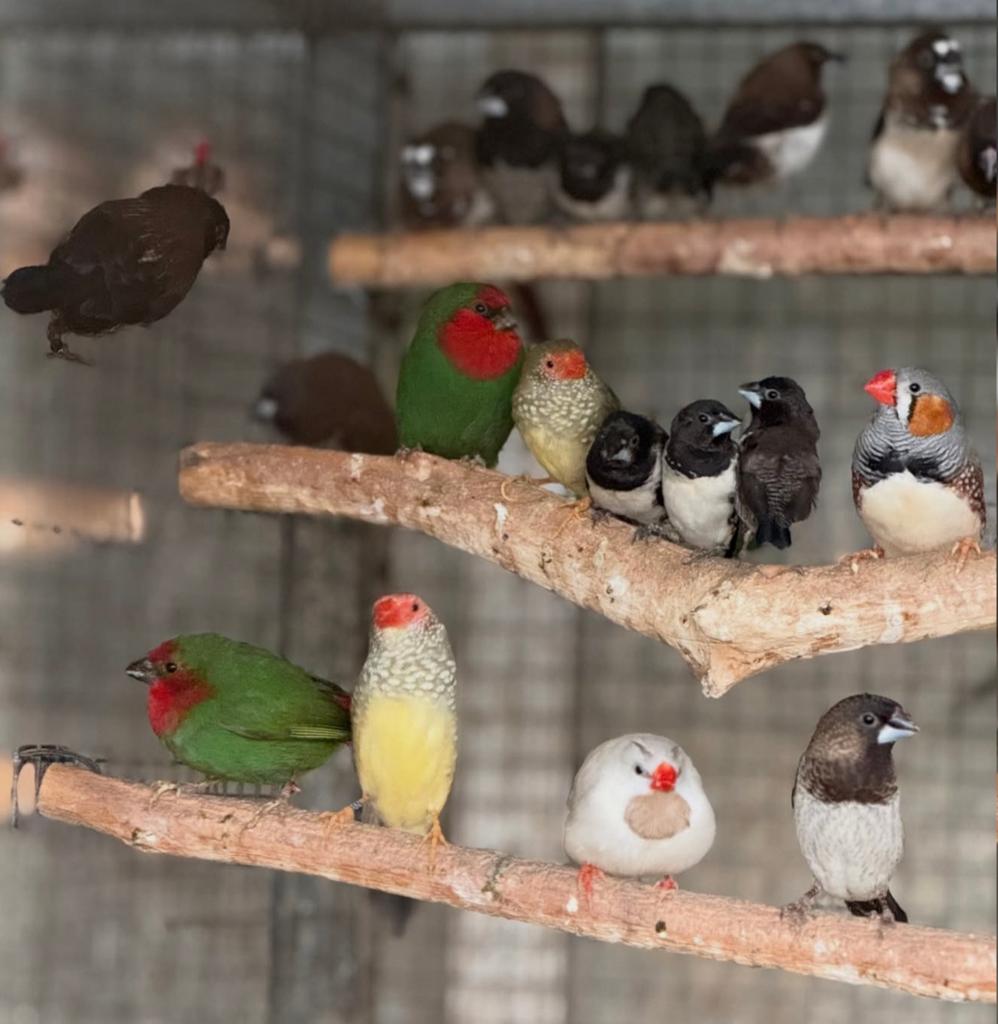 diverse jonge vinken in vele kleuren, Dieren en Toebehoren, Meerdere dieren, Wildzangvogel, Geringd