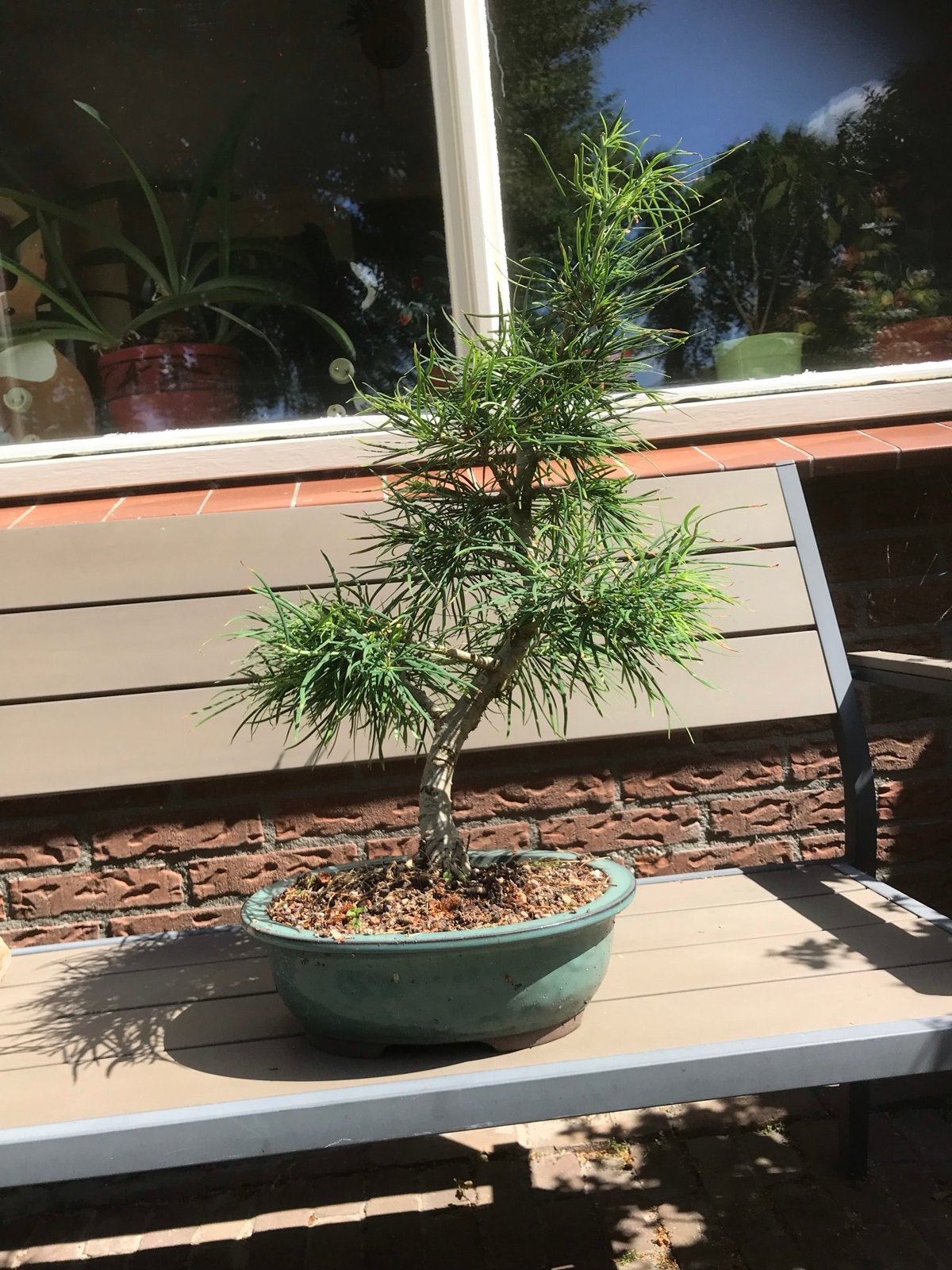 Bonsai goudlariks, Volle zon, Vaste plant, Bloeit niet, Ophalen