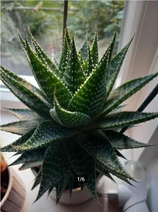 Aloe Vera (Aloe Aristata), Vetplant, Minder dan 100 cm, Groene kamerplant, Halfschaduw