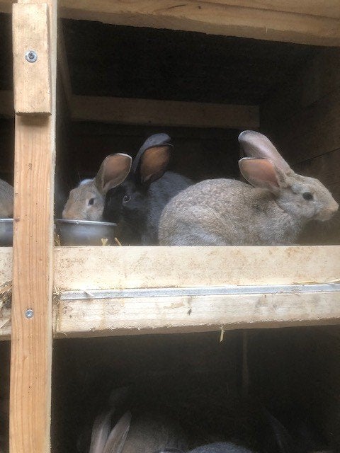 Lotharinger kruising met Belgisch zilver, Meerdere dieren, Middelgroot, 0 tot 2 jaar