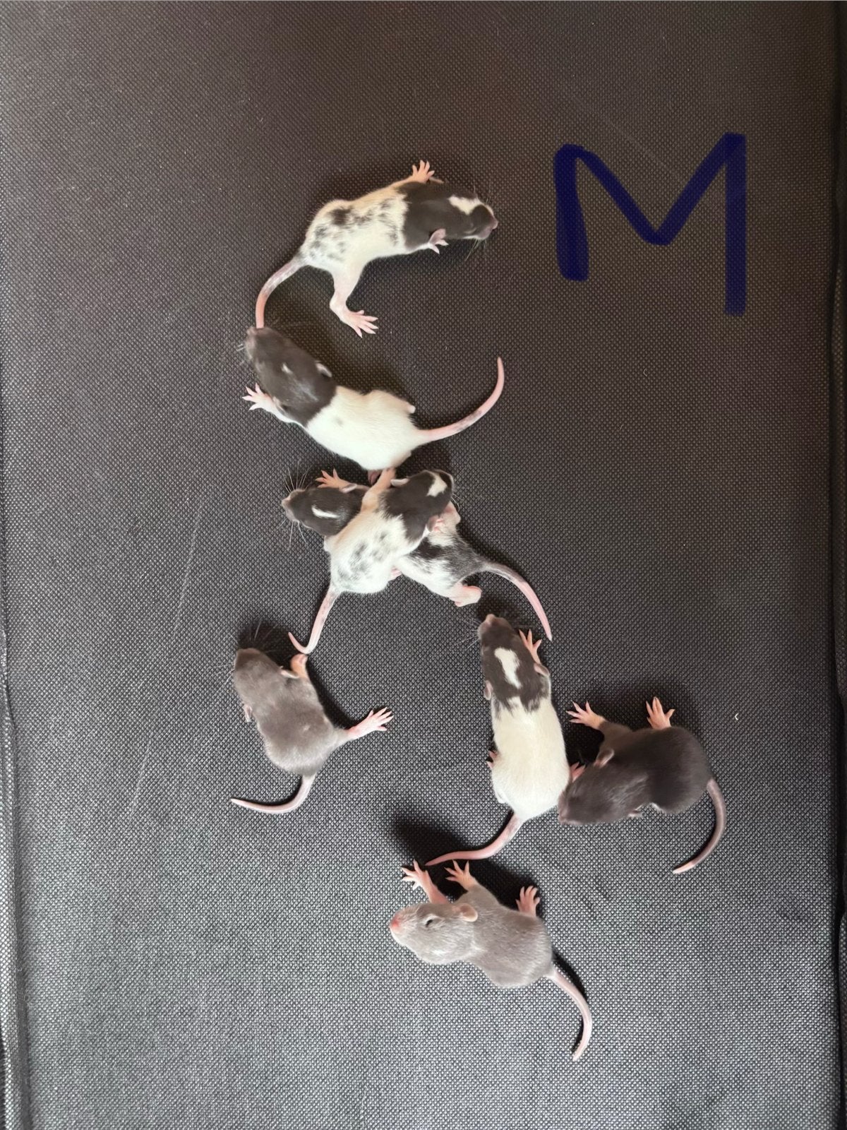Dumbo Ratten, September, Meerdere dieren, Rat
