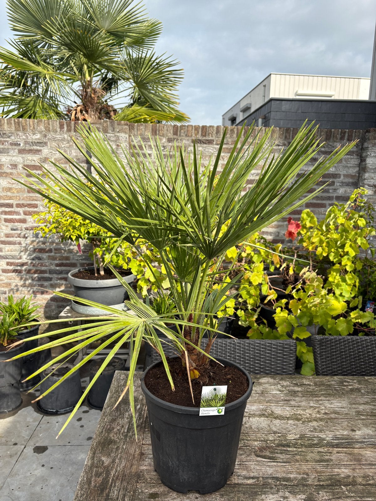 Aangeboden 3 prachtige chamaerops humilis palmbomen in pot!!, Tuin en Terras, Minder dan 100 cm, Zomer, Palmboom, Ophalen