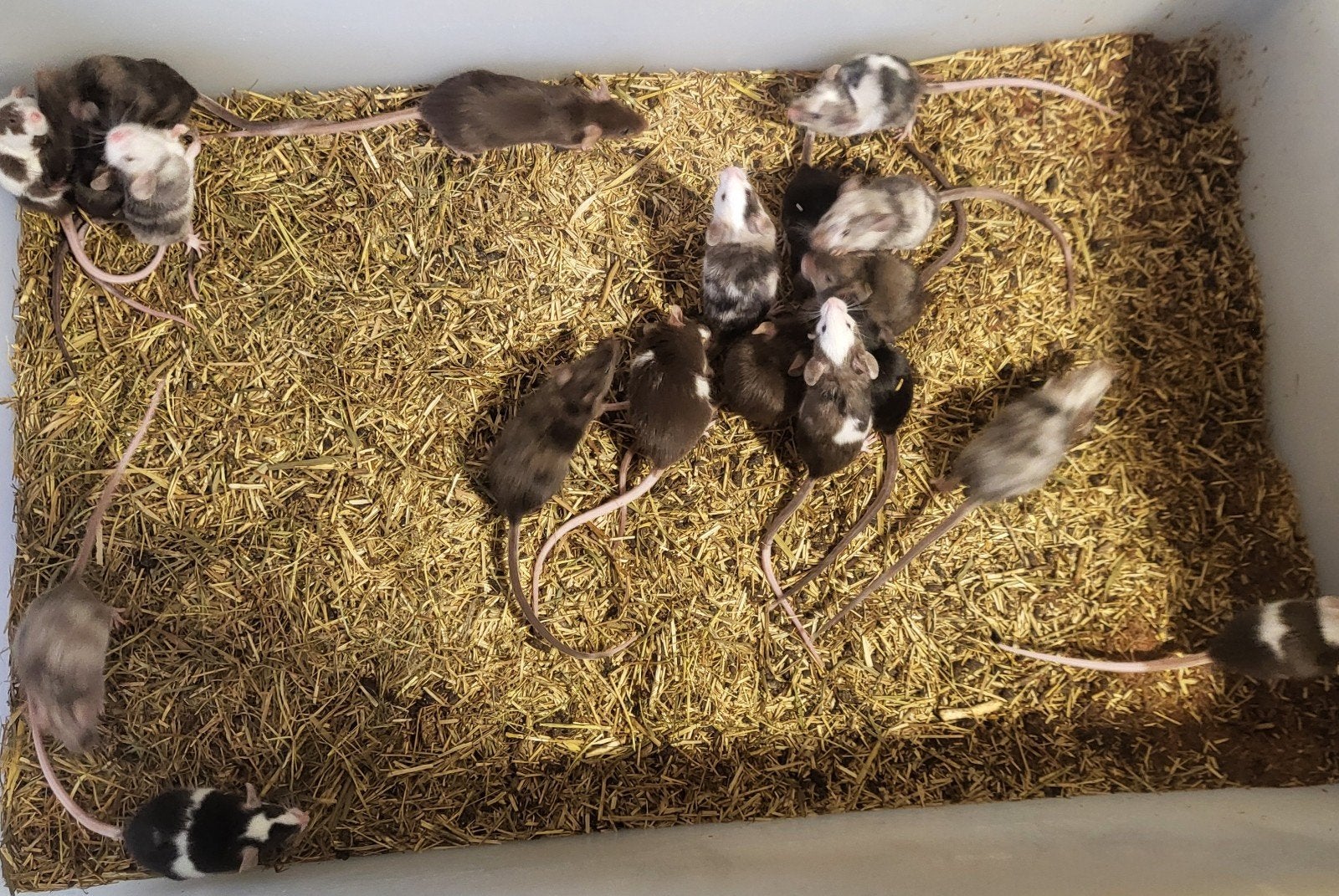 Kleurmuizen, Dieren en Toebehoren, Knaagdieren, Mei, Meerdere dieren, Muis