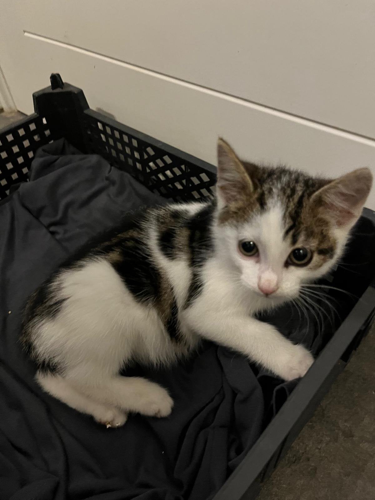 Te koop boerderij kittens, Dieren en Toebehoren, Poes, Kortharig, 0 tot 2 jaar