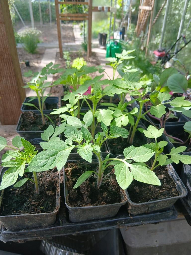 Tomaten plantjes roma, Tuin en Terras, Planten | Tuinplanten, Ophalen, Eenjarig, Groenteplanten, Volle zon