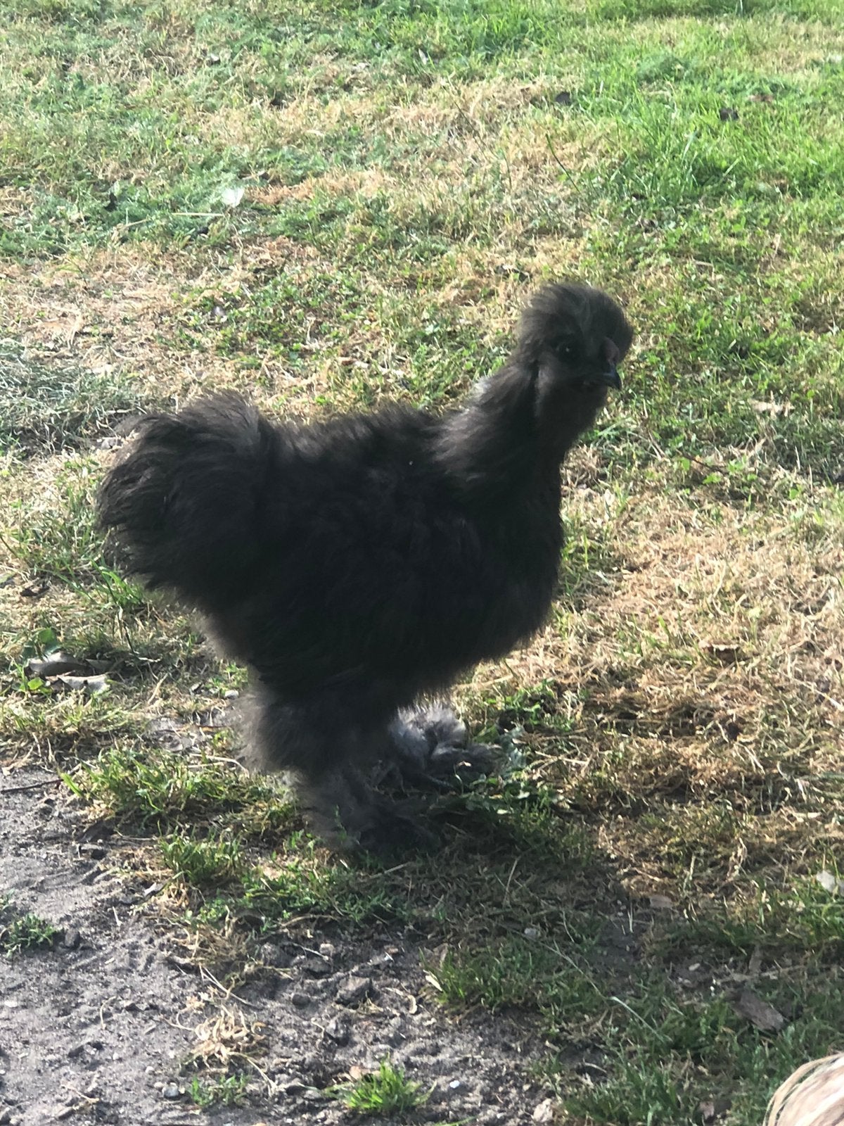 Zijdehoen kriel haan, Dieren en Toebehoren, Pluimvee, Mannelijk, Kip
