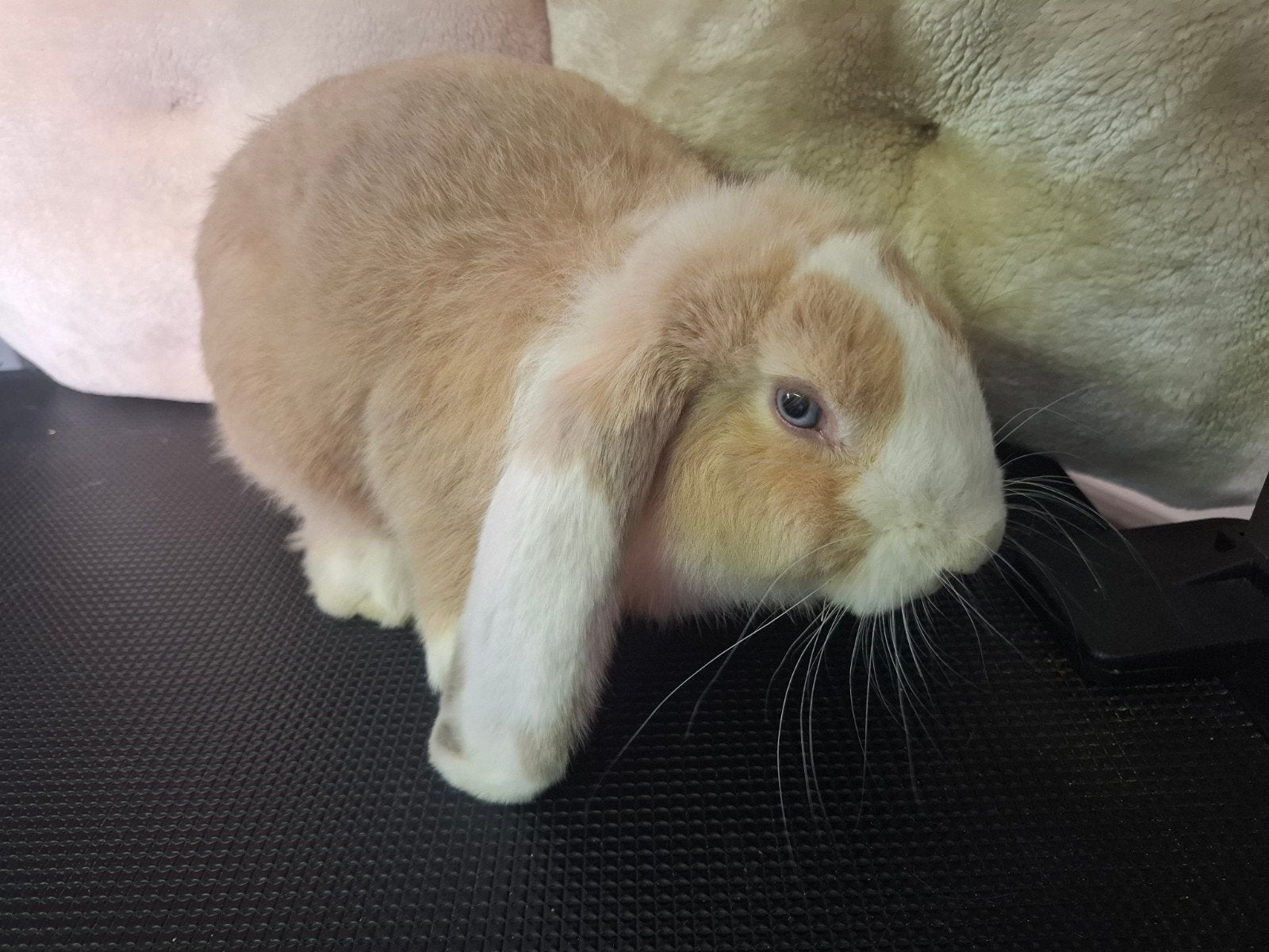 franse hangoor, Dieren en Toebehoren, Mannelijk, Middelgroot, Hangoor, 0 tot 2 jaar
