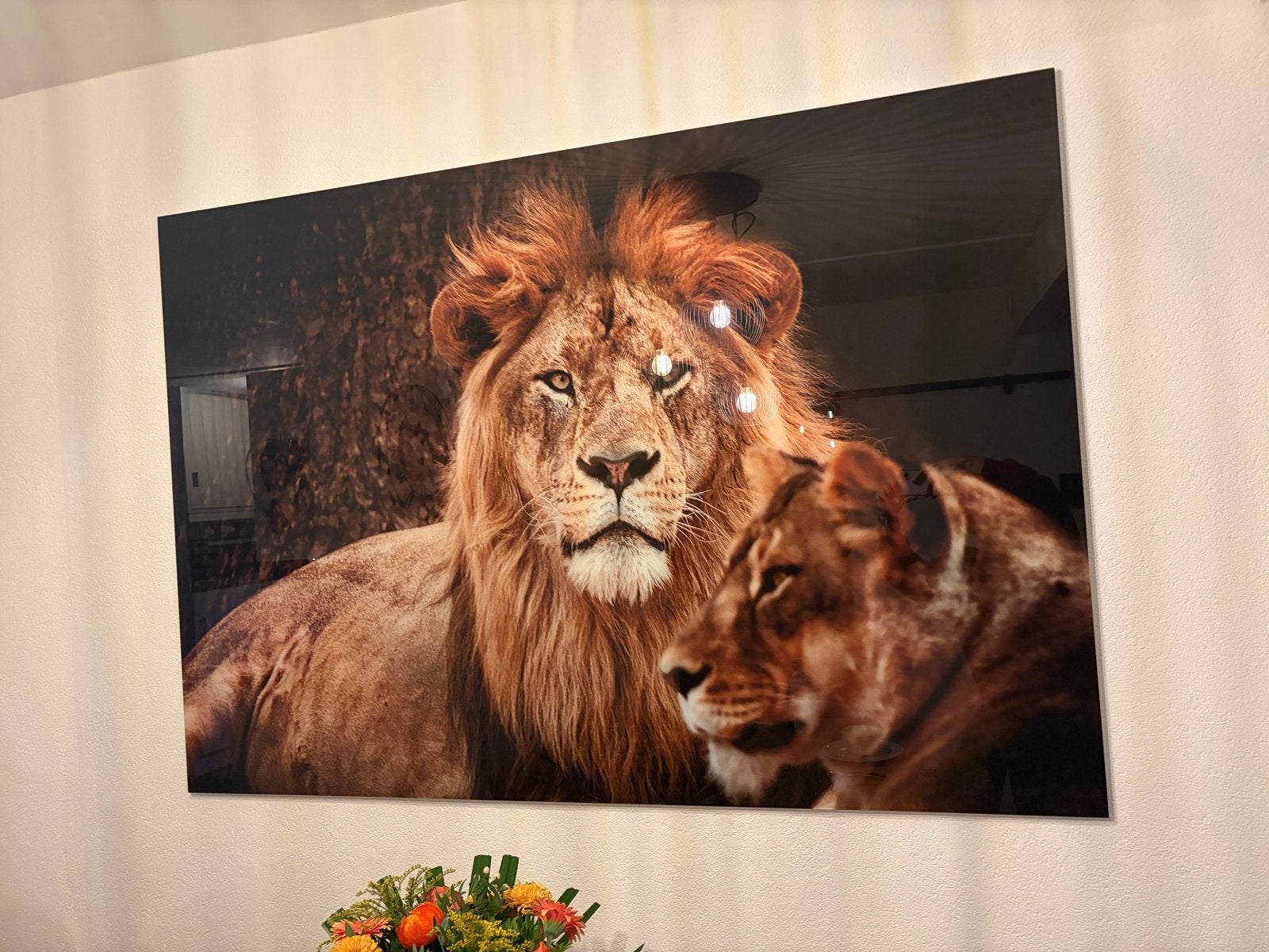 Prachtige Leeuwen Foto op Plexiglas - Groot Formaat, Ophalen, 125 cm of meer, Zo goed als nieuw, Foto of Poster