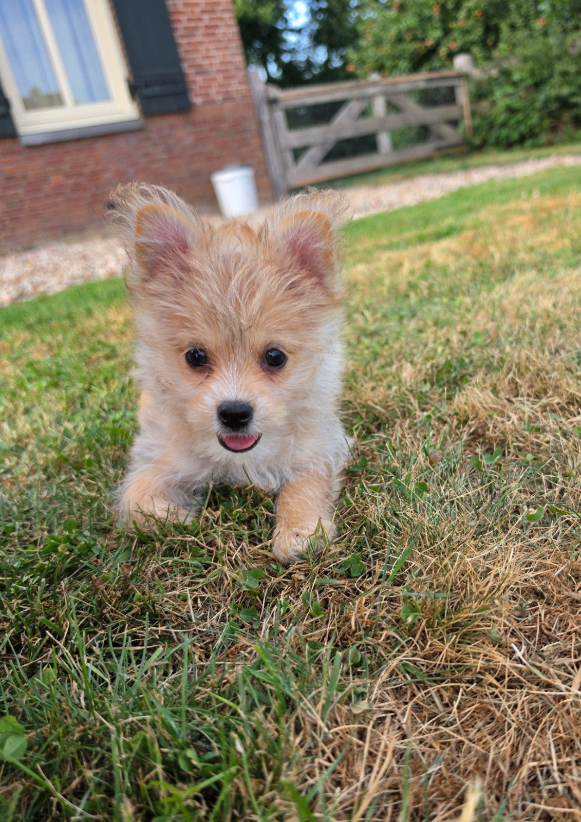 boomer x pomsky pups, Parvo, 8 tot 15 weken, Teef, Meerdere