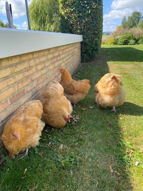 Orpington hennen, groot ras, kleur buff, Vrouwelijk, Kip