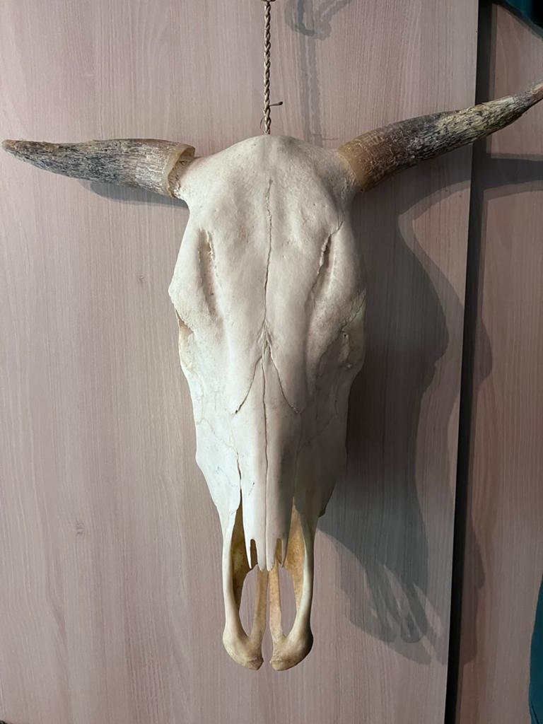 Schedel Koe/Stier/Rund, Ophalen of Verzenden, Boerderijdier, Schedel