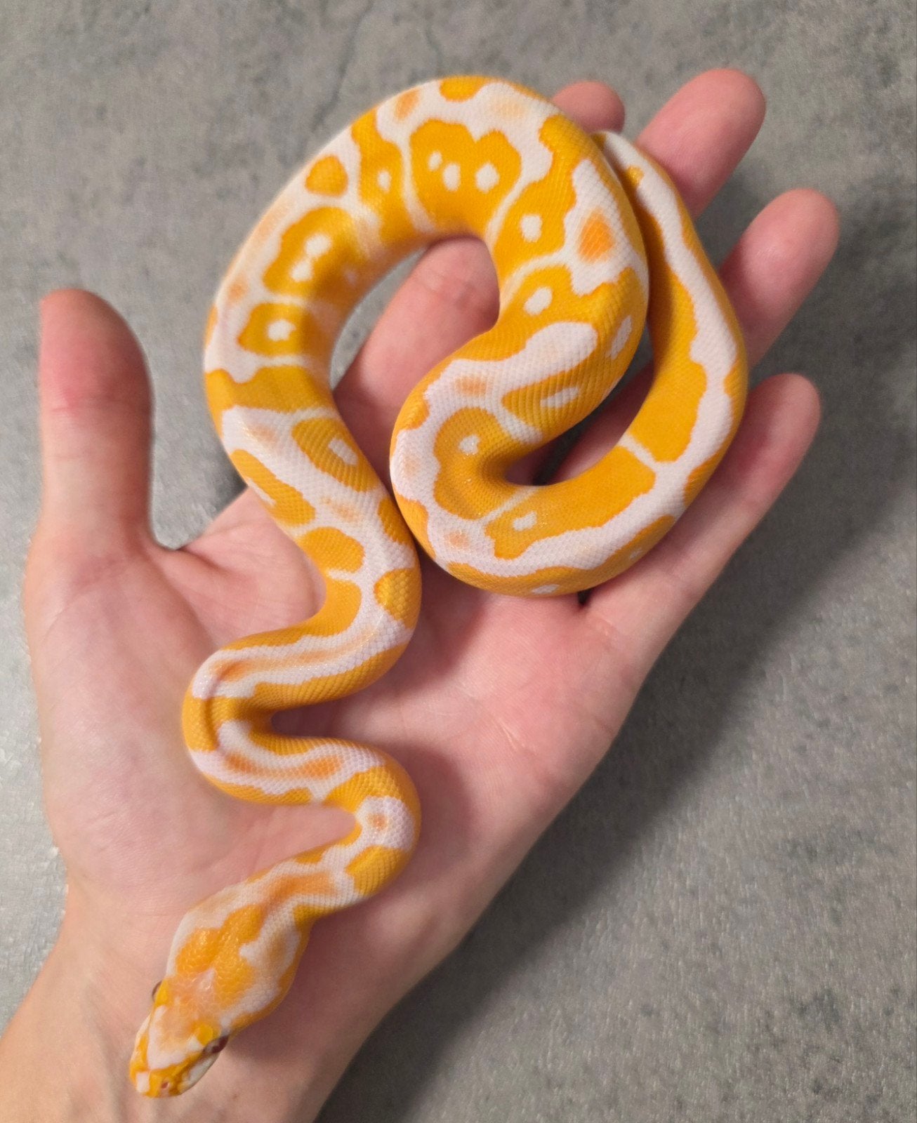 Grail♂️ Lavender Albino Clown, Slang, 0 tot 2 jaar