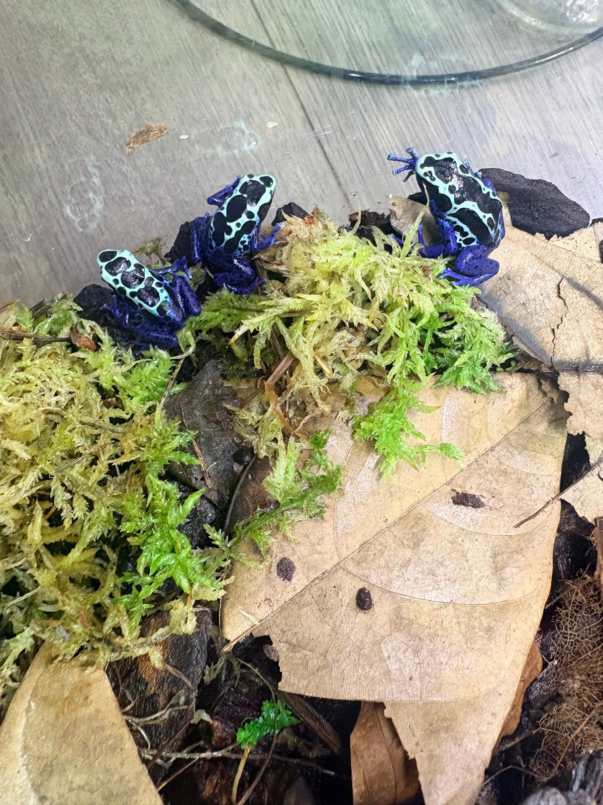 Nakweek gifkikkers D. T. Sipaliwni Blue Frog photo 3