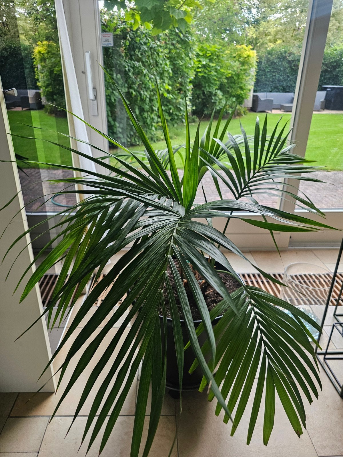 grote plant in grote zwarte pot, Ophalen, Halfschaduw, Minder dan 100 cm