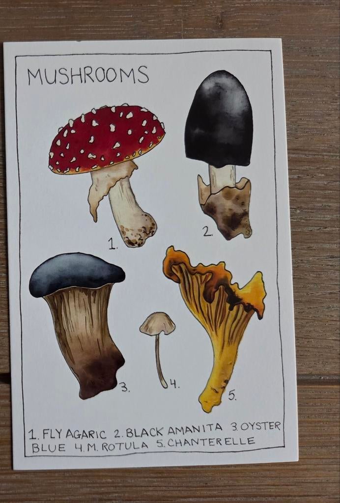 PADDESTOELEN E meerdere beschikbaar, Ophalen, 1980 tot heden, Overige thema's