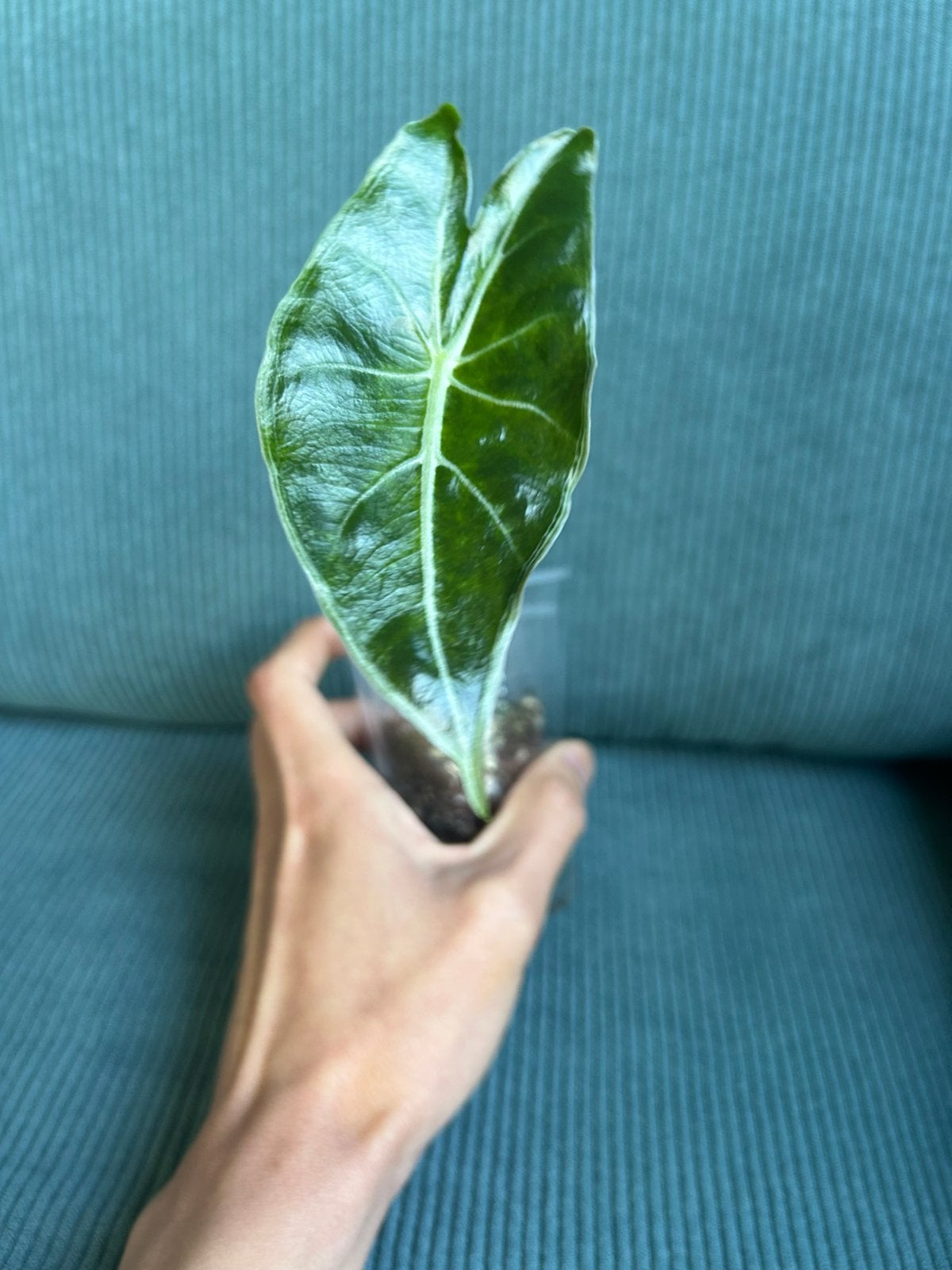 Alocasia Longiloba Dragon’s Tooth, Ophalen of Verzenden, Halfschaduw, Minder dan 100 cm
