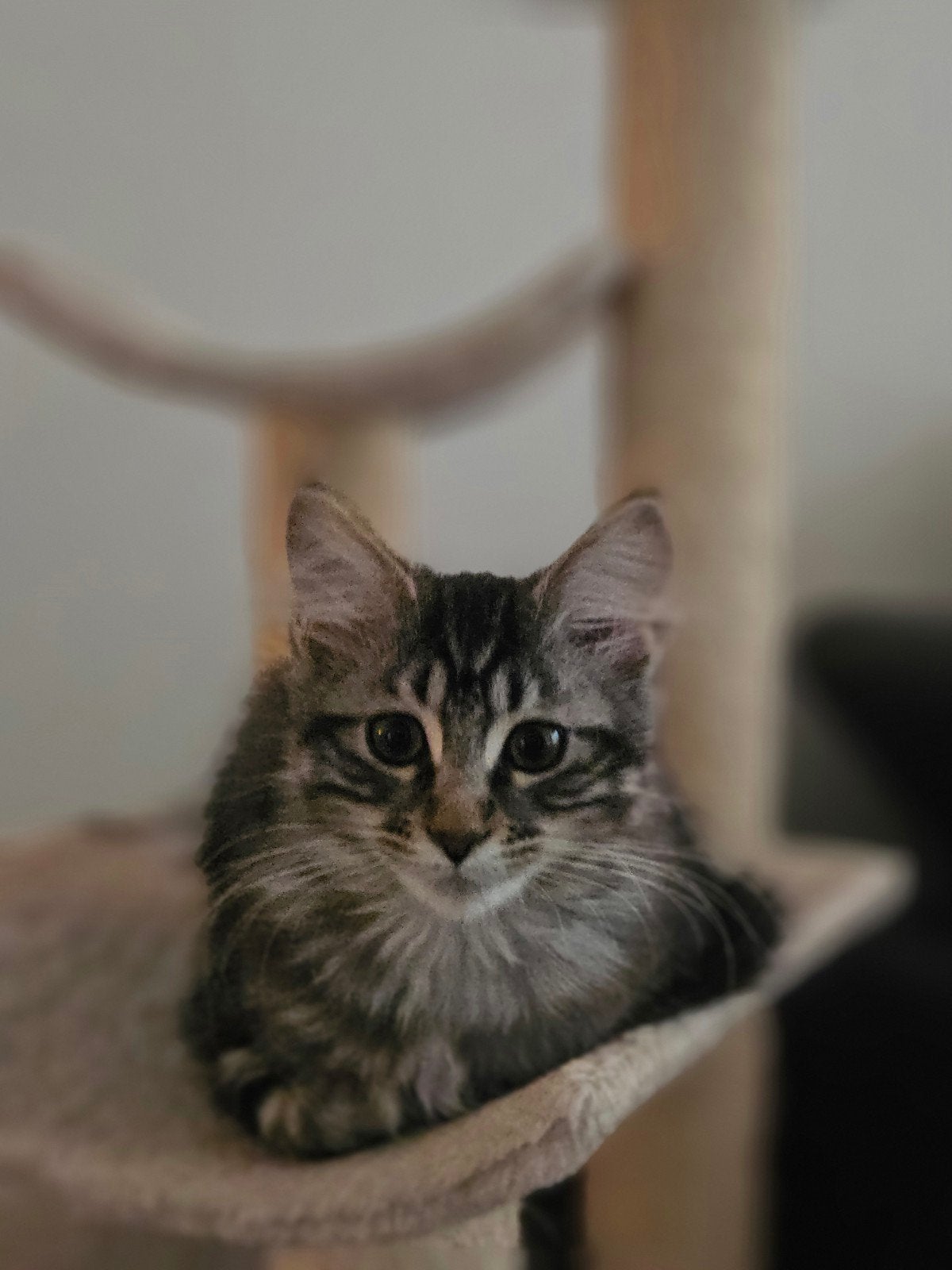 2 kruising maine coon zusjes, Dieren en Toebehoren, Poes, Gechipt, 0 tot 2 jaar