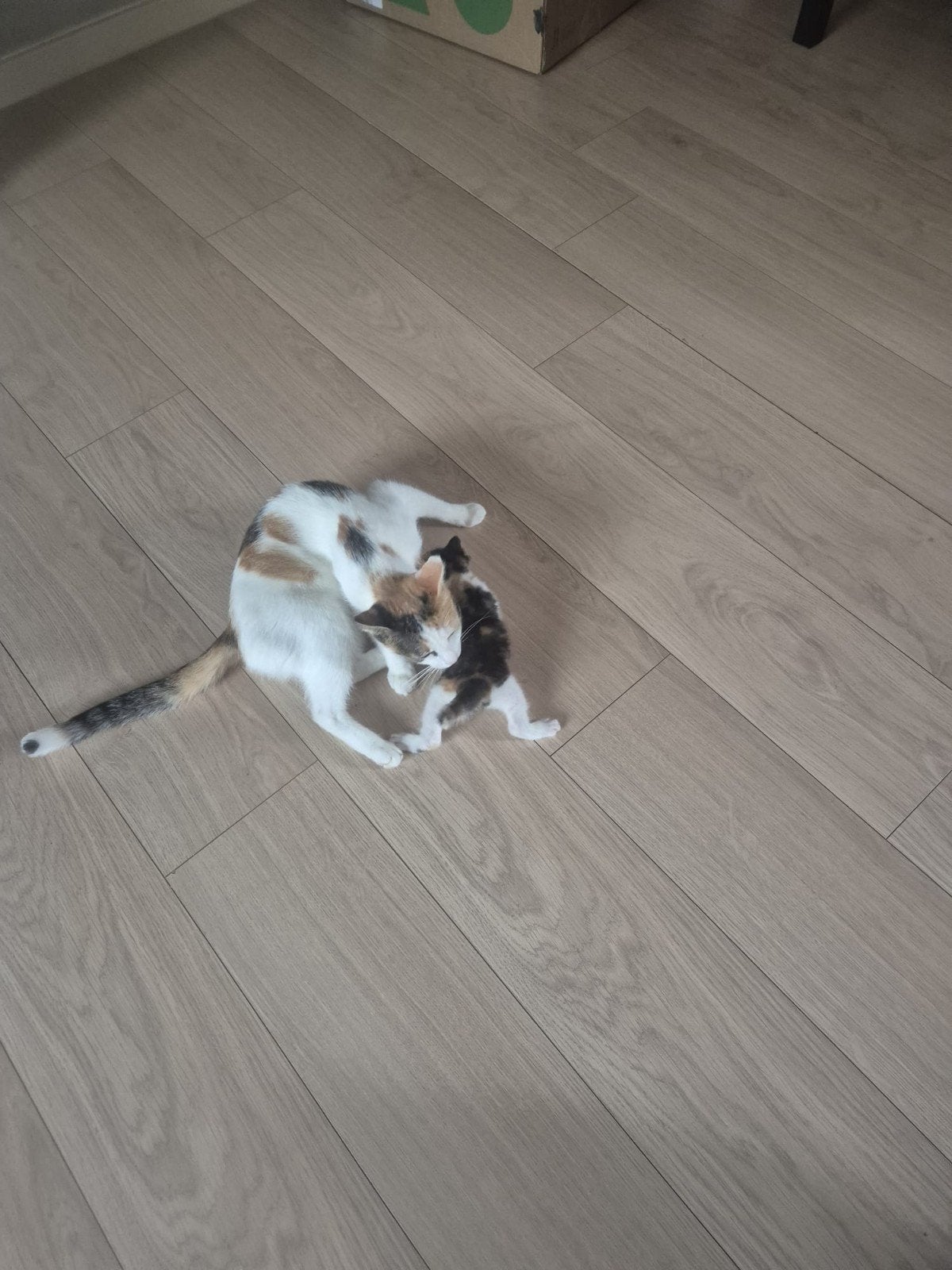 Leuke sociale kitten te koop 4weken oud, Poes