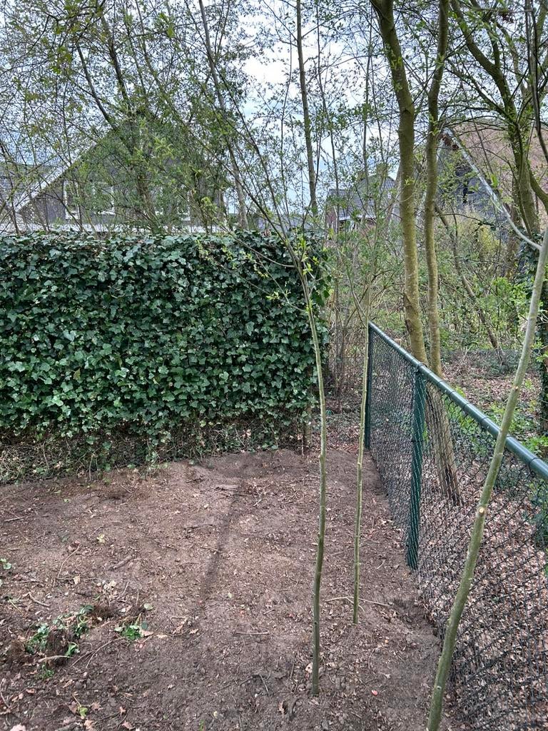 2 knotwilgen, wilgen, Ophalen, Volle zon, Overige soorten, 250 tot 400 cm