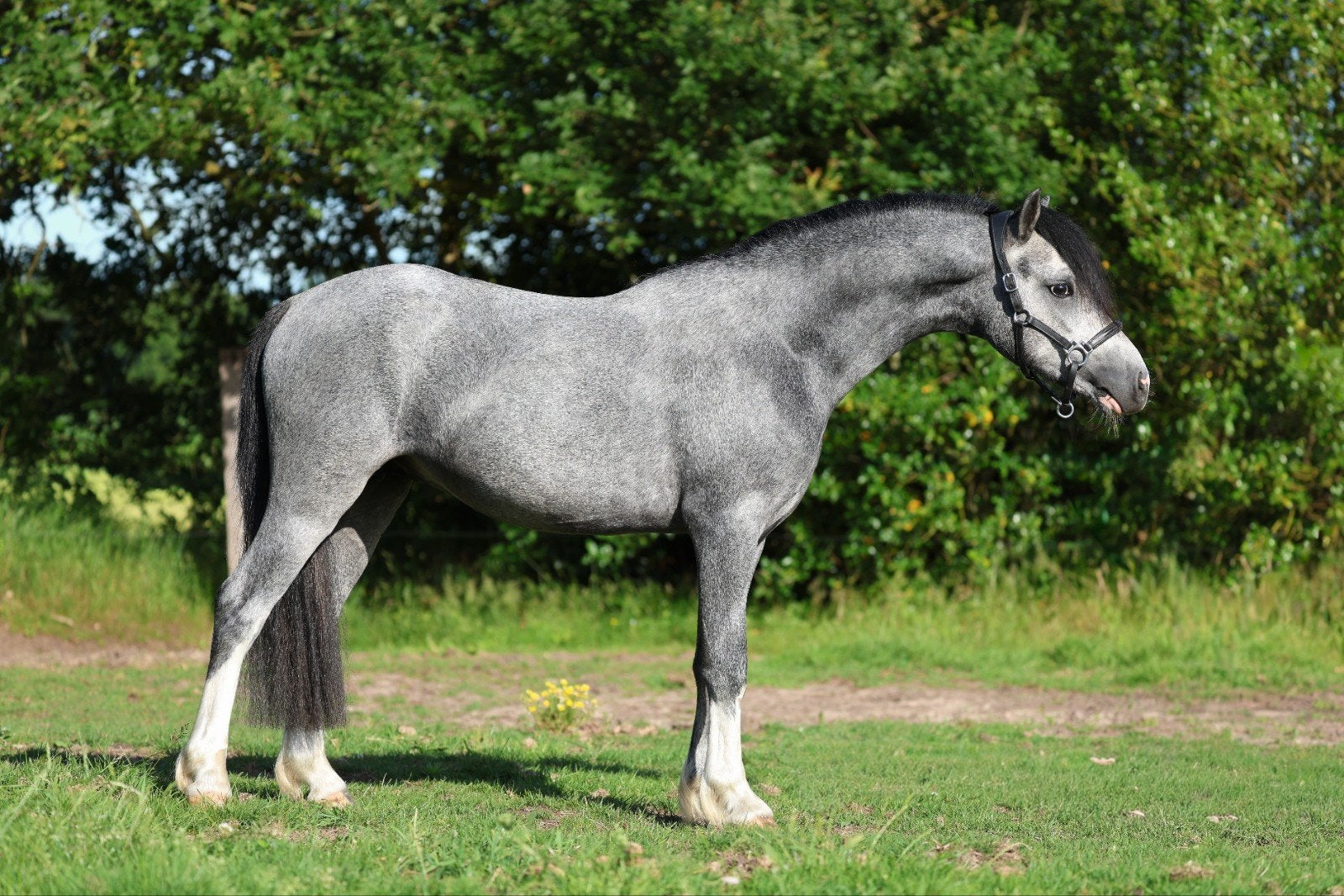 Stoere 2 jarige Welsh hengsten, Dieren en Toebehoren, Met stamboom, 0 tot 2 jaar, Hengst, A pony (tot 1.17m)