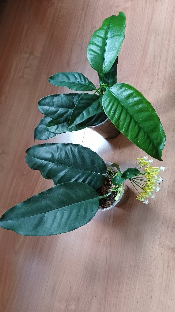 Hoya Multiflora, Ophalen, Overige soorten, Halfschaduw, Minder dan 100 cm