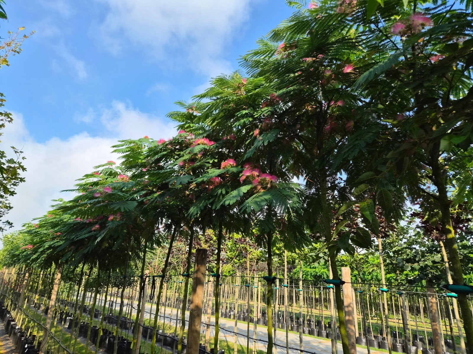 Albizia Julibrissin 'Ombrella' - Perzische Slaapboom 3m, Tuin en Terras, Planten | Bomen, Ophalen, In pot, Overige soorten, 250 tot 400 cm