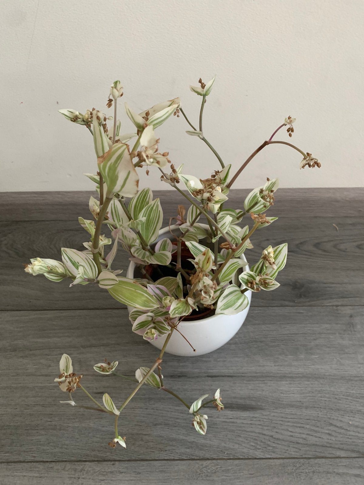 Kamerplant, Huis en Inrichting, Kamerplanten, Ophalen of Verzenden, Halfschaduw, Minder dan 100 cm