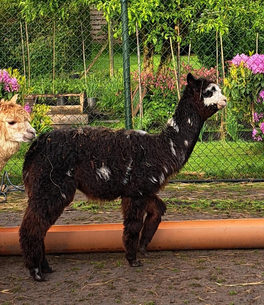 Alpaca veulens, 5 hengsten 11 merries, Dieren en Toebehoren, Overige Dieren, Juni, Meerdere dieren