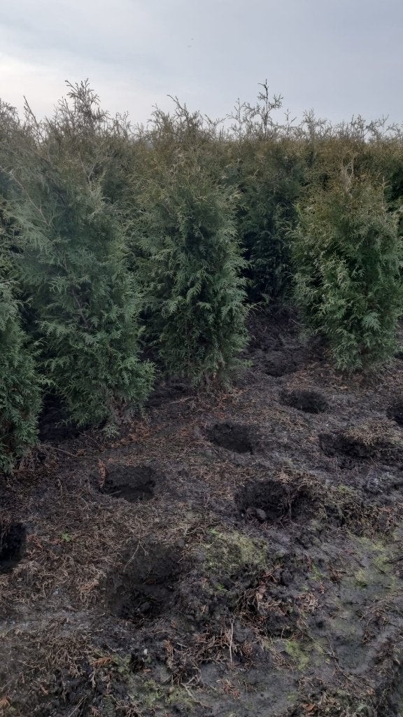 Thuja Brabant coniferen 120 tot 225cm Haagconiferen, Ophalen, Conifeer, Haag, 100 tot 250 cm