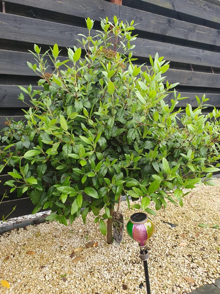 Boompje op stam, Tuin en Terras, Ophalen of Verzenden, Overige soorten, Volle zon