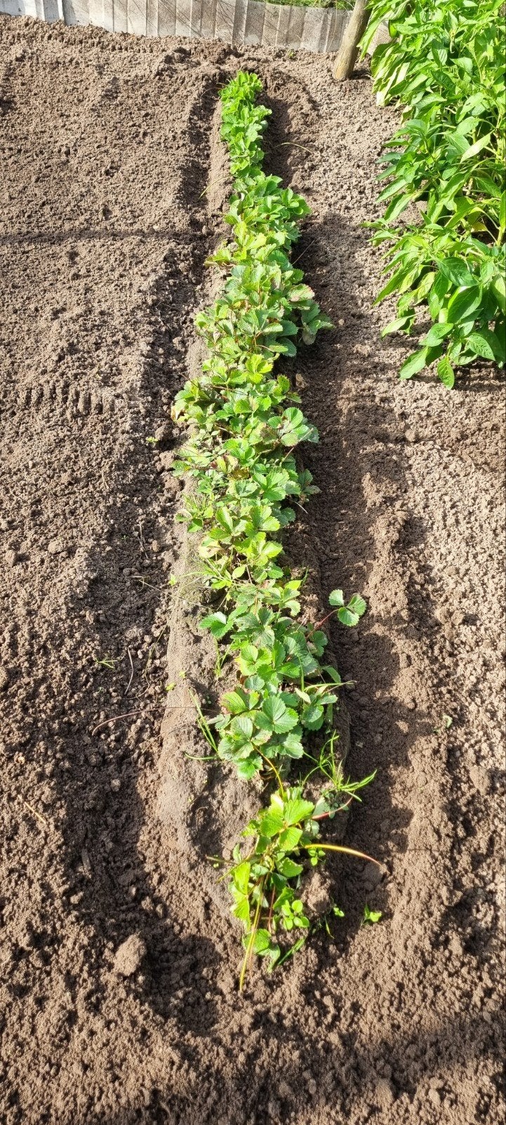 Aardbeiplanten, Ophalen of Verzenden