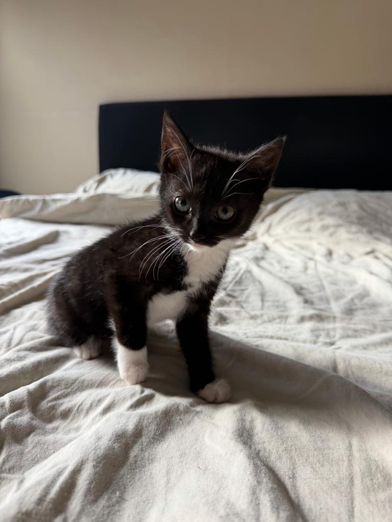 Kittens, Dieren en Toebehoren, Katten en Kittens | Overige Katten, Meerdere dieren