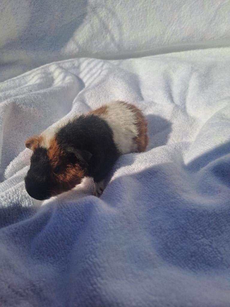 Cavia beertje, Dieren en Toebehoren, Knaagdieren, Cavia, April, Mannelijk, Tam