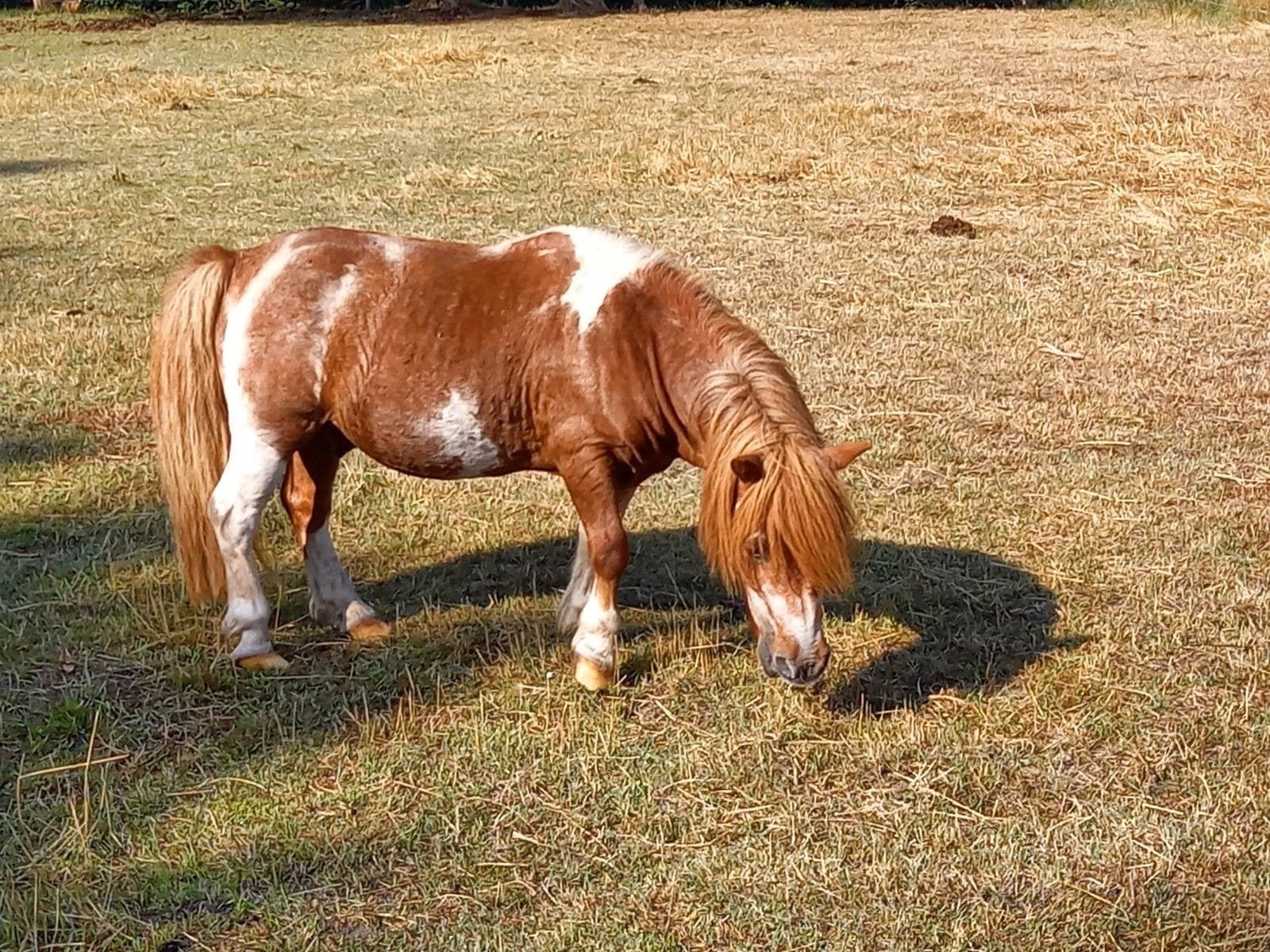 goed thuis gezocht shetlander, Ruin, A pony (tot 1.17m), Gechipt, 11 jaar of ouder