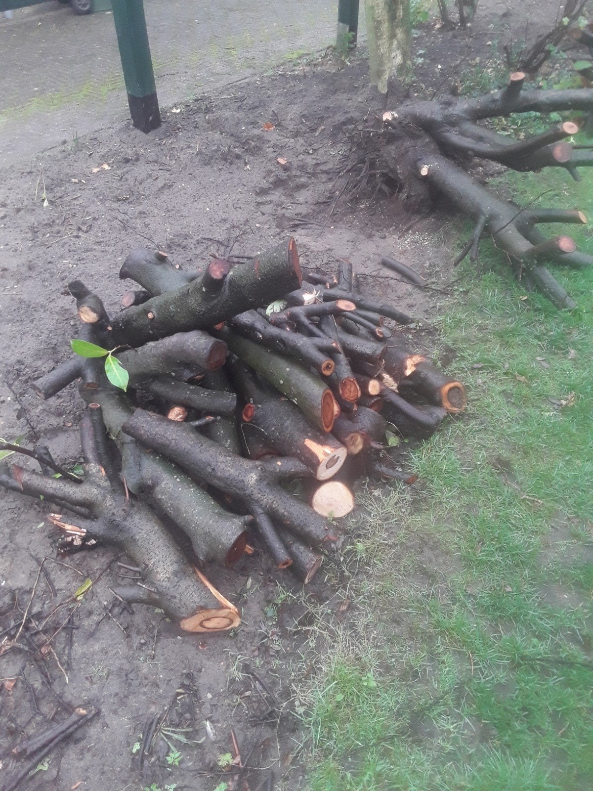 Laurier hout, Minder dan 3 m³, Ophalen