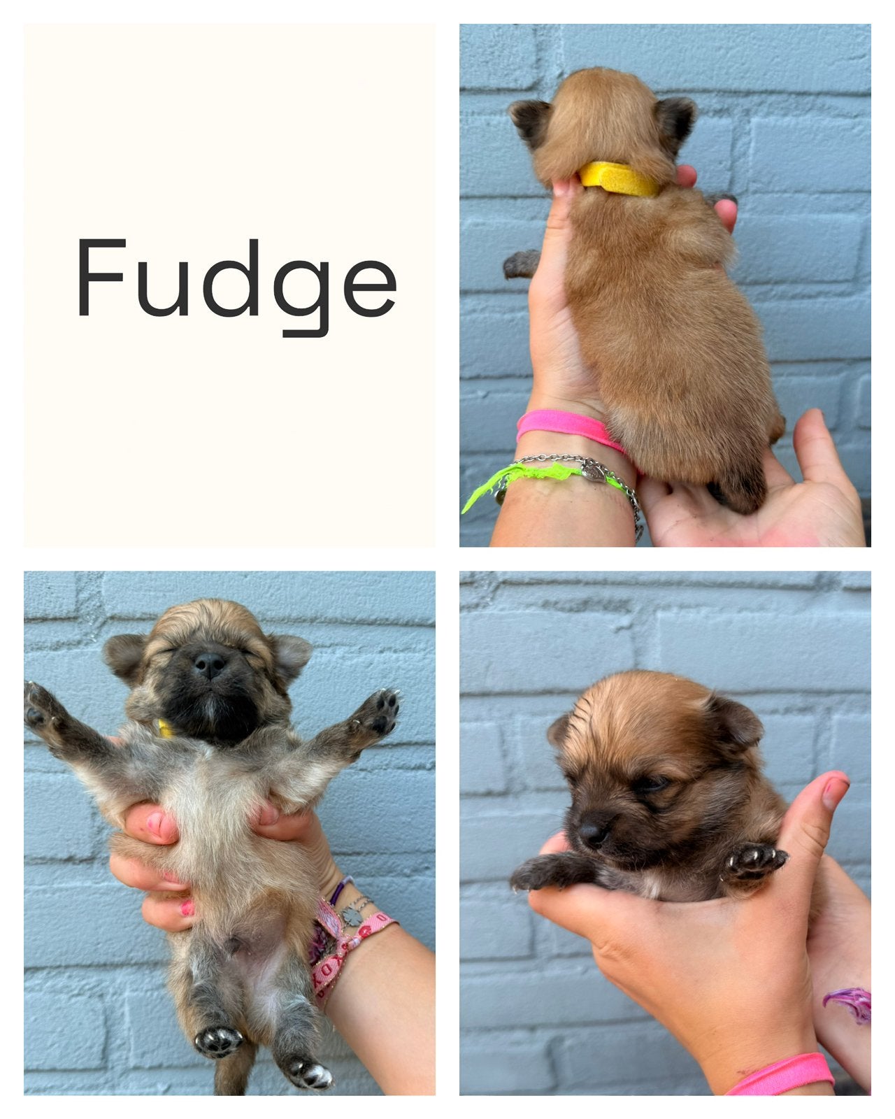 Pomchi puppy Pomeriaan x Chihuahua, Parvo, Overige rassen, 8 tot 15 weken, Meerdere