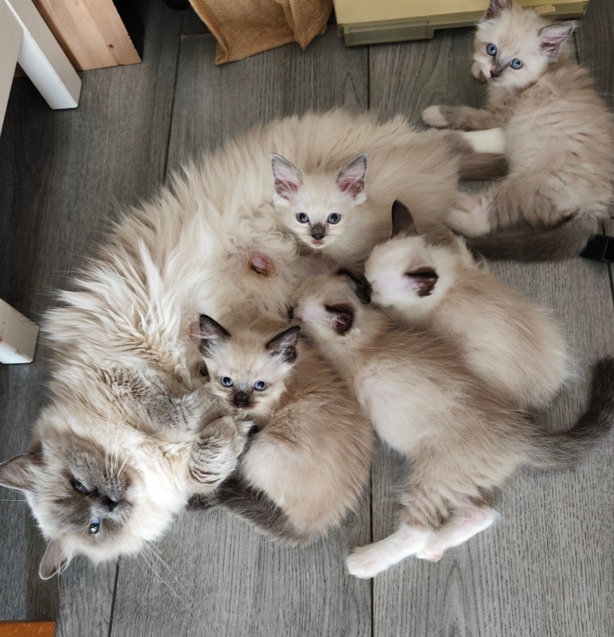 Ragdoll kittens direct meenemen, Meerdere dieren, Ontwormd, 0 tot 2 jaar