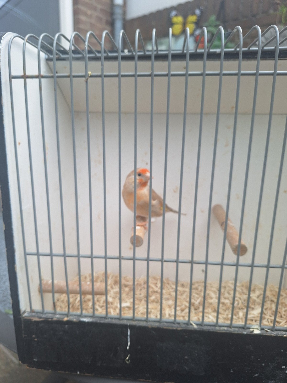 putter x kanarie,85 euro., Dieren en Toebehoren, Vogels | Kanaries, Mannelijk, Bastaard