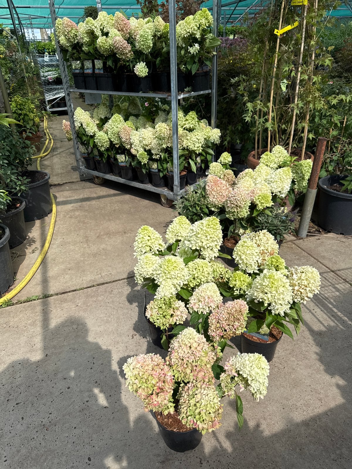 Little Fresco Hortensia - Volle bloemen in 19 cm pot, Vaste plant, Halfschaduw, Zomer, Ophalen