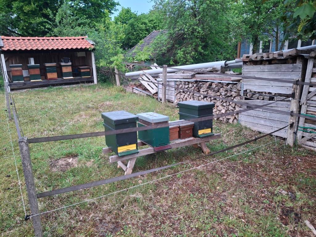 Bijenvolk 6 ramer excl kast NOZ, Dieren en Toebehoren, Bijen