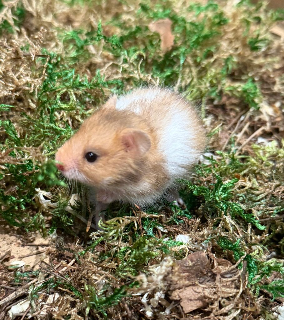 Jonge Syrische hamsters., Hamster, Mei, Meerdere dieren, Tam