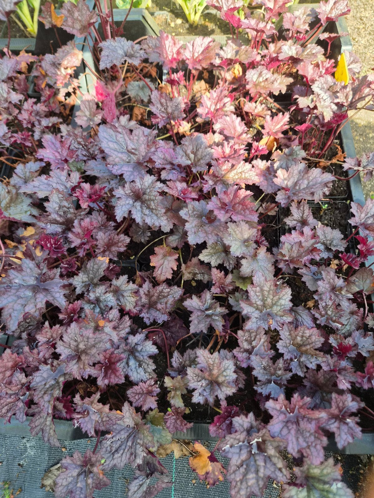 Heuchera 'Forever Red' P9 - Purperklokje, Overige soorten, Vaste plant, Ophalen of Verzenden, Halfschaduw