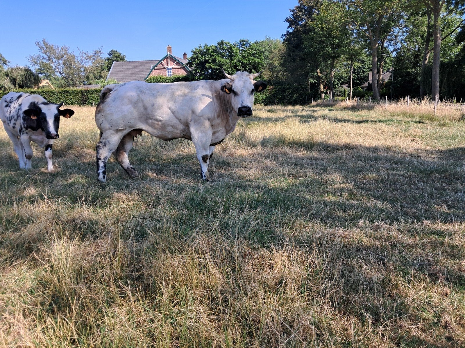te koop : bwb dikbil en roodbont vee, Dieren en Toebehoren, Mannelijk
