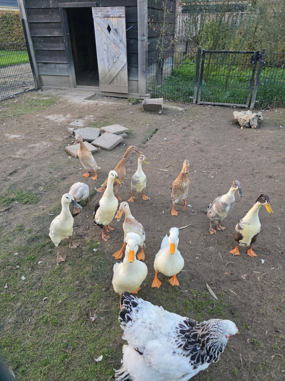 loopeend, loopeenden, eenden, Dieren en Toebehoren, Meerdere dieren, Eend