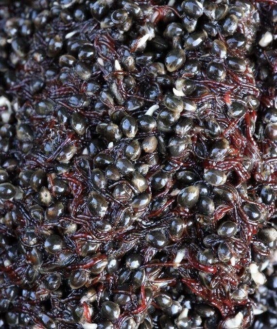 Hennep Bloodworm mix, Ophalen of Verzenden, Nieuw, Overige typen