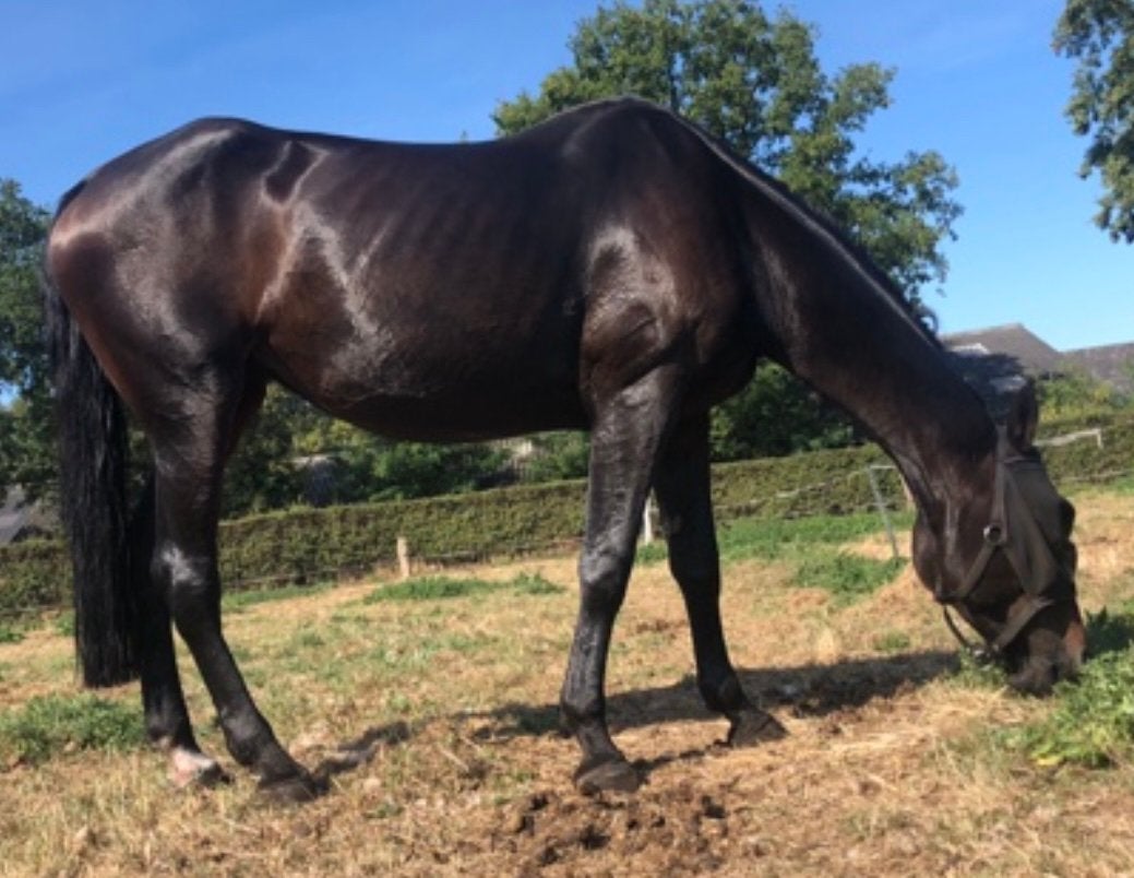 Fokmerrie Karlastam, Merrie, 165 tot 170 cm